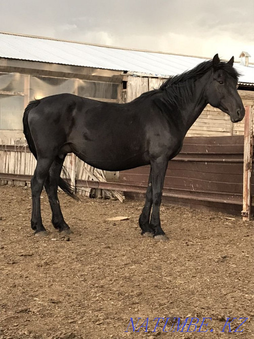 Кобыла Жылкы Лошади Байтал Тай Кунан Бие Кокшетау - изображение 2