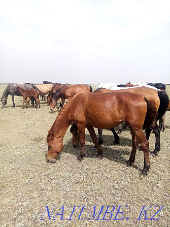 Sell horse Aigyr Kunan Baital kysyr Kokshetau - photo 4