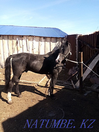 Sell horse Aigyr Kunan Baital kysyr Kokshetau - photo 1