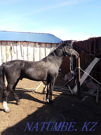 Sell horse Aigyr Kunan Baital kysyr Kokshetau - photo 2