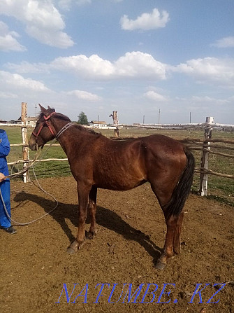 Sell horse Aigyr Kunan Baital kysyr Kokshetau - photo 6