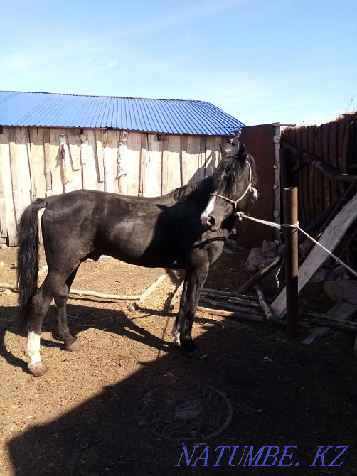 Sell horse Aigyr Kunan Baital kysyr Kokshetau - photo 1