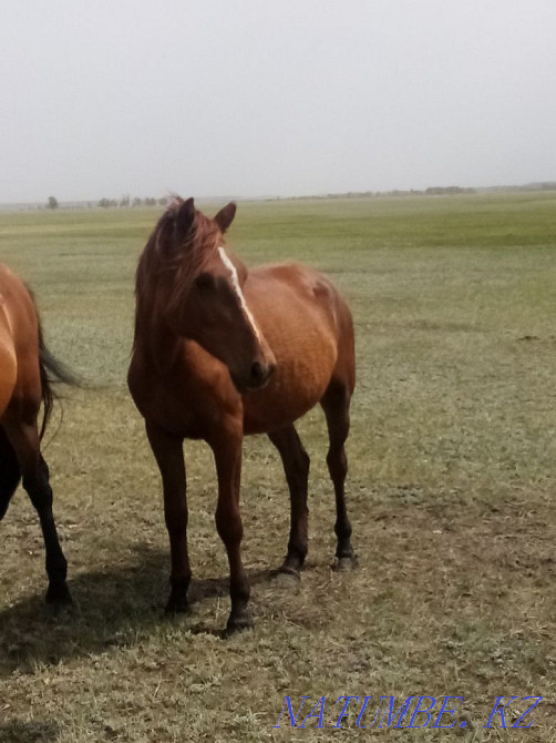 Sell horse Aigyr Kunan Baital kysyr Kokshetau - photo 3