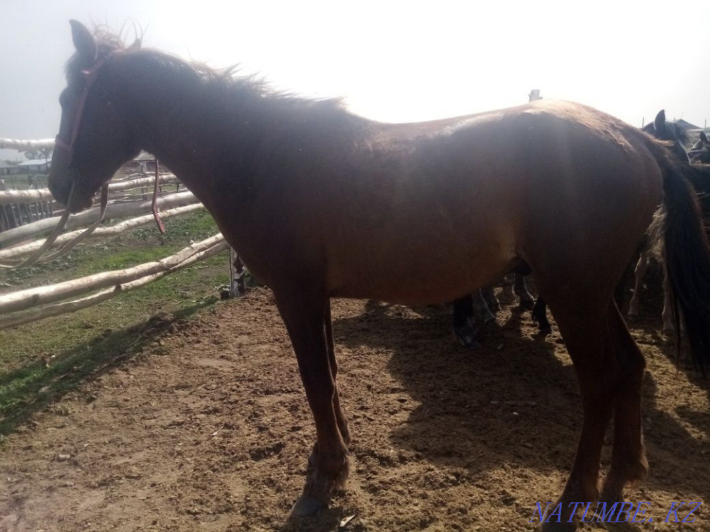 Sell horse Aigyr Kunan Baital kysyr Kokshetau - photo 5