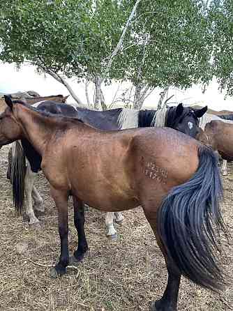Лошади степные Astana