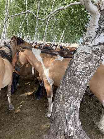 Лошади степные Астана