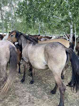 Лошади степные Астана