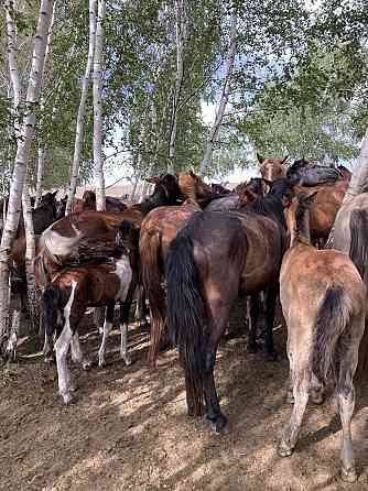 Лошади степные  Астана