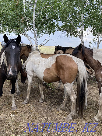 Лошади степные Астана - изображение 5