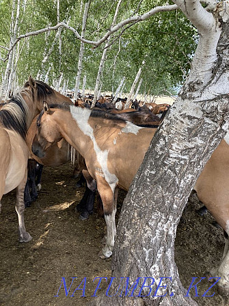Лошади степные Астана - изображение 2