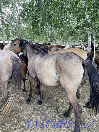 Лошади степные Астана - изображение 3