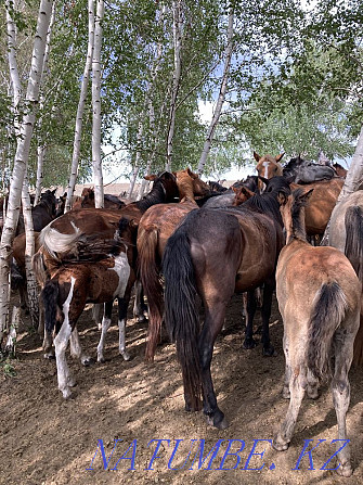 Лошади степные Астана - изображение 6