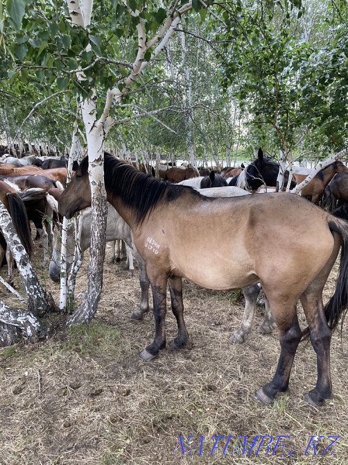 Дала жылқылары  Астана - изображение 4