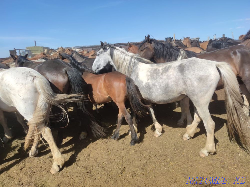 Дала жылқылары  Астана - изображение 7