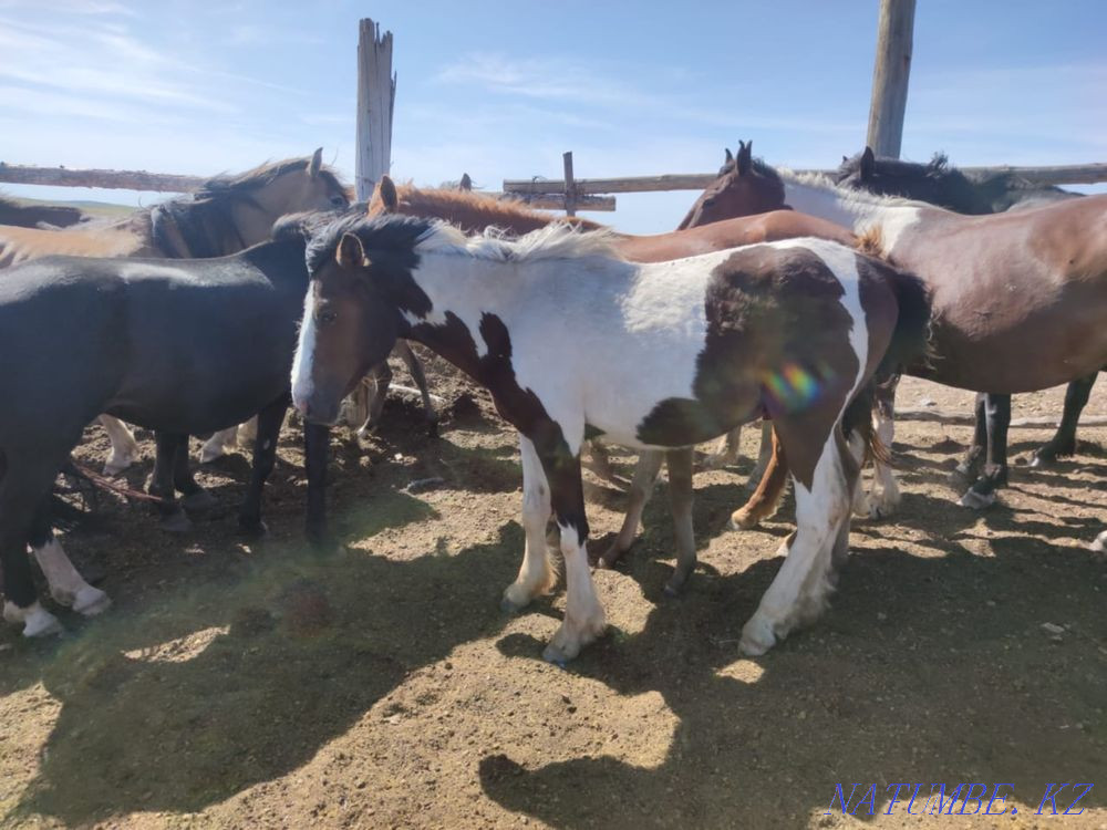 Дала жылқылары  Астана - изображение 8