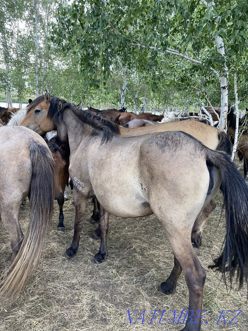 Дала жылқылары  Астана - изображение 3