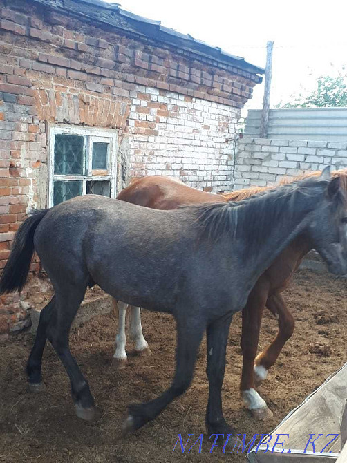 лошади кунан байтал на откорме от 400 000 и выше Семей - изображение 2