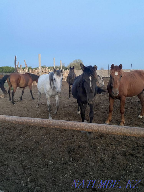 Лошади/Кобылы/Биелер/Косяк Уральск - изображение 2