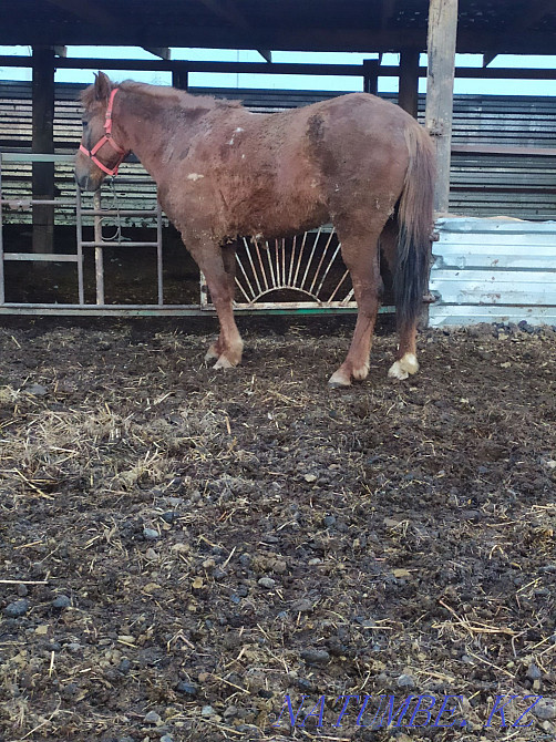 Жирные лошади с откорма на разные мероприятия  - изображение 1