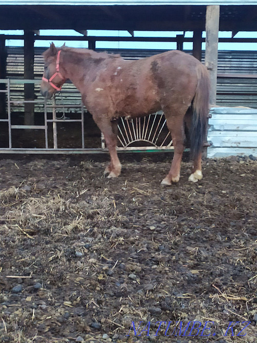 Жирные лошади с откорма на разные мероприятия  - изображение 2