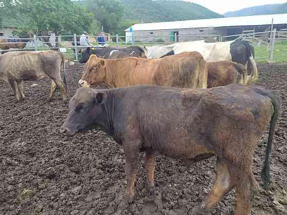 Продаётся скот(КРС, бараны, козы и лошади) Almaty