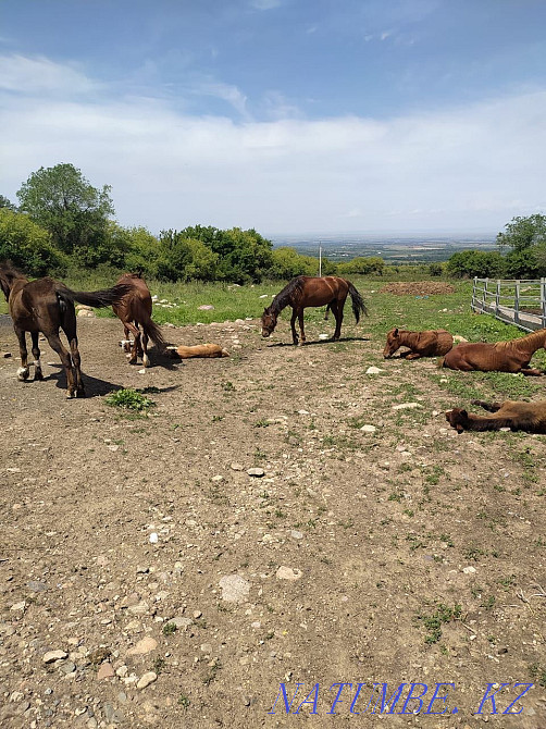 Продаётся скот(КРС, бараны, козы и лошади) Алматы - изображение 8