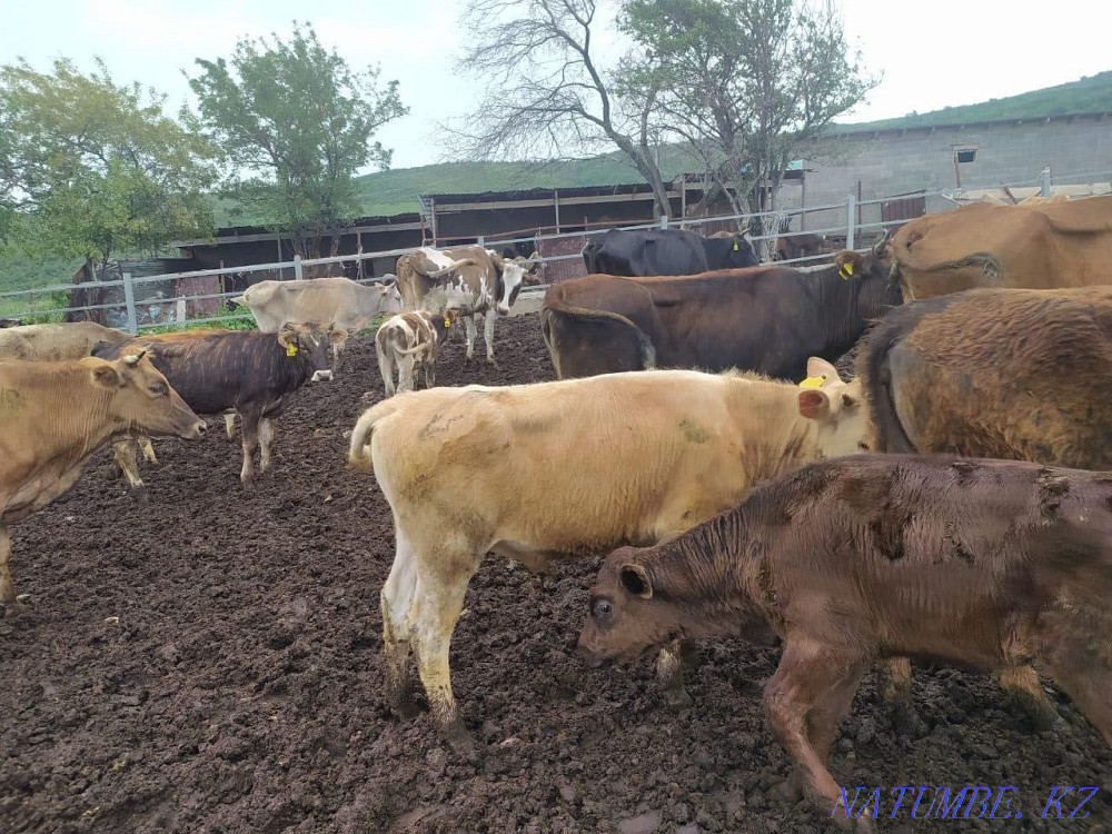 Продаётся скот(КРС, бараны, козы и лошади) Алматы - изображение 3