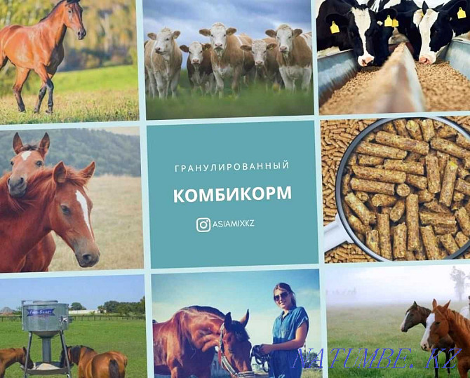 Horse Feed Documents for Subsidies! Ust-Kamenogorsk - photo 1