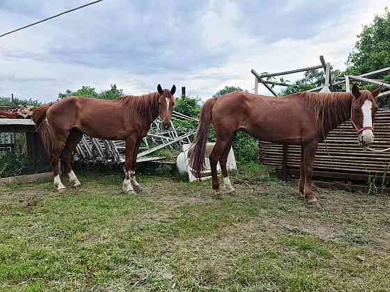 Лошади две кобылки одной два года второй шесть лет Qaskeleng