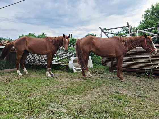 Лошади две кобылки одной два года второй шесть лет Qaskeleng