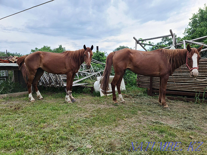 Horses two fillies one two years old second six years old Qaskeleng - photo 2