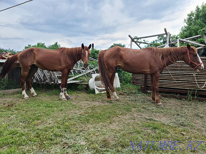 Horses two fillies one two years old second six years old Qaskeleng - photo 1