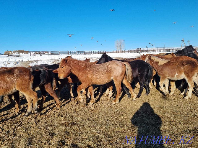 Farmers sell stallions, horses  - photo 6