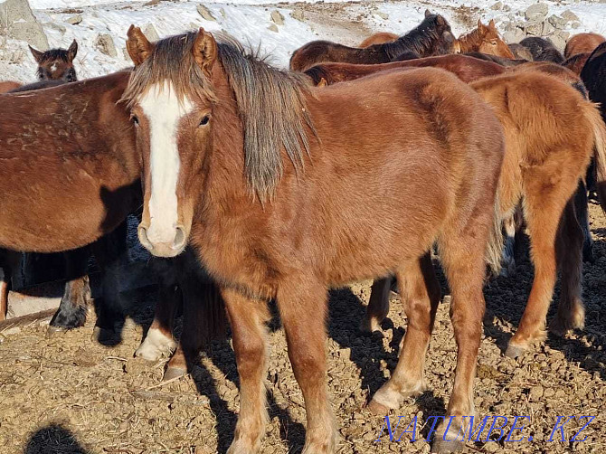 Farmers sell stallions, horses  - photo 3