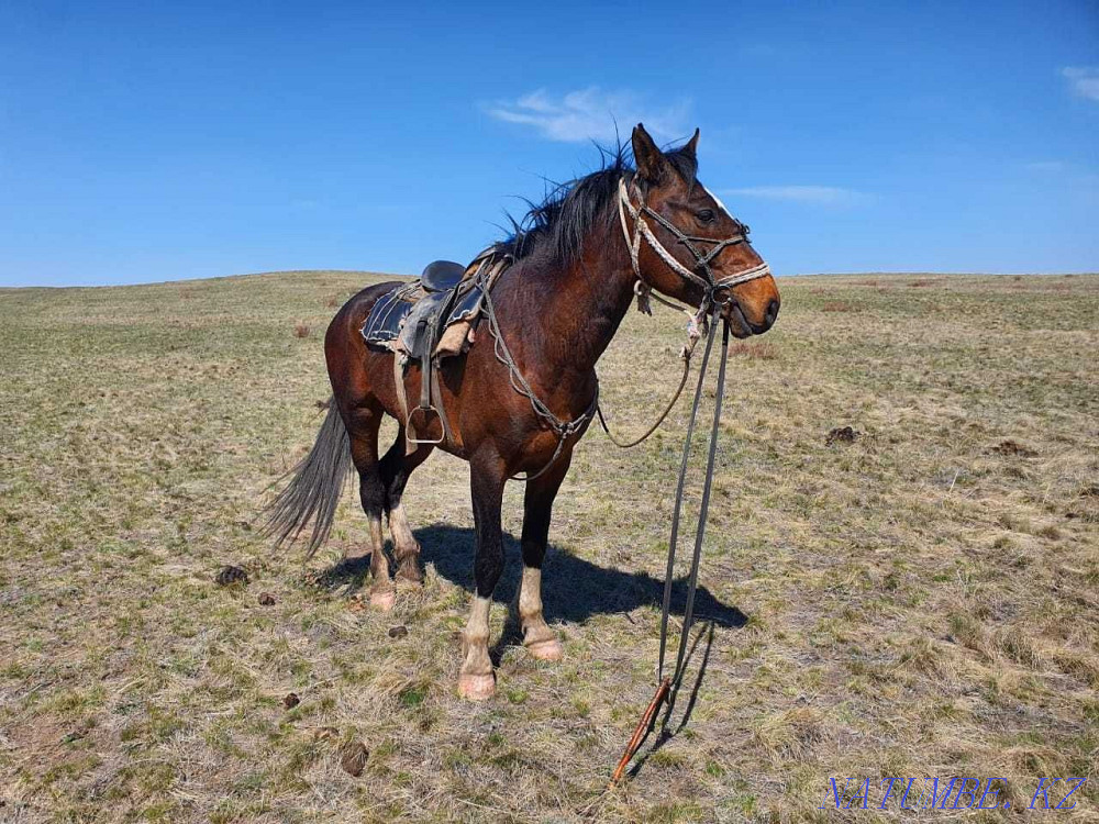 В Крестьянском хозяйстве продаются-Жеребцы, лошади  - изображение 8