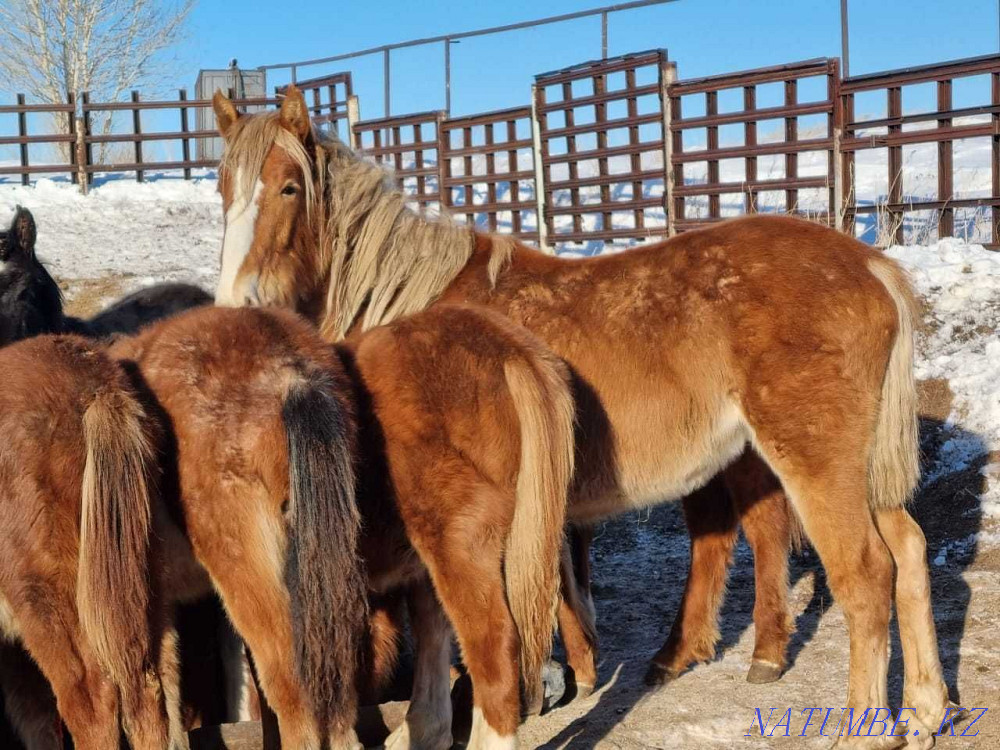 В Крестьянском хозяйстве продаются-Жеребцы, лошади  - изображение 4