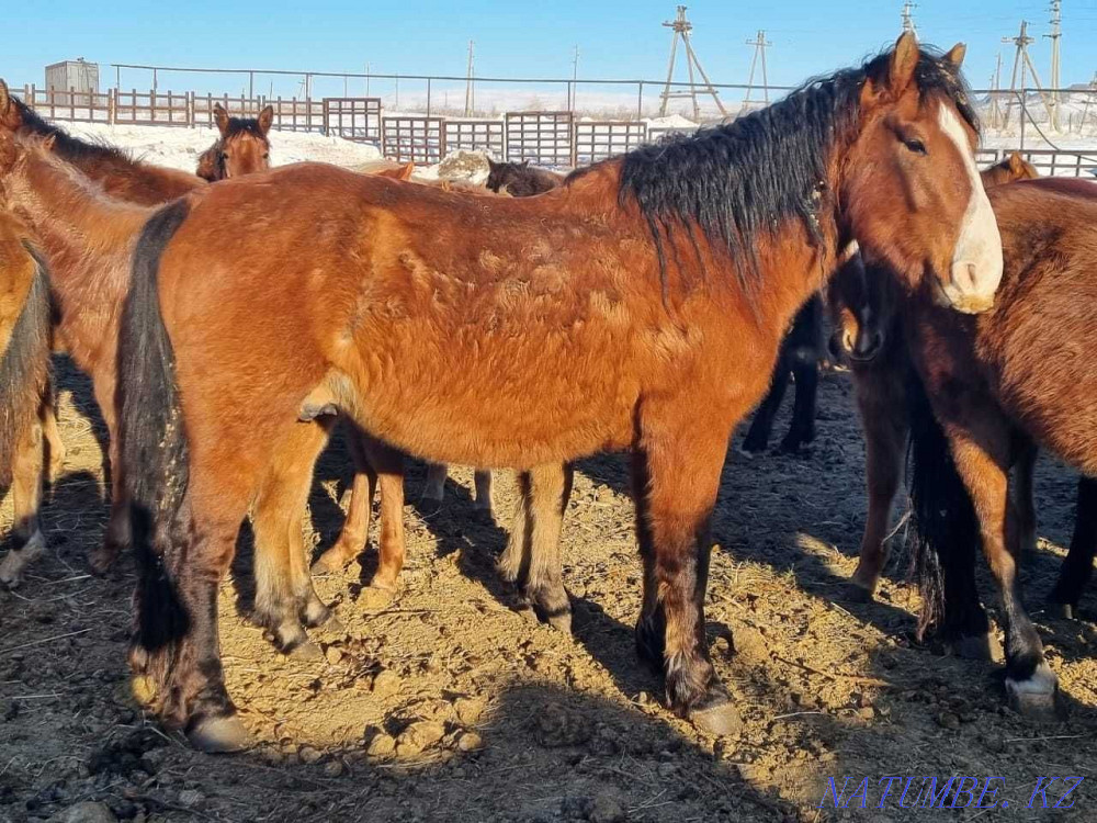 В Крестьянском хозяйстве продаются-Жеребцы, лошади  - изображение 2
