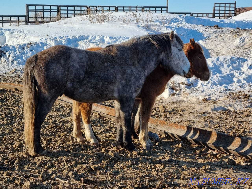 В Крестьянском хозяйстве продаются-Жеребцы, лошади  - изображение 5