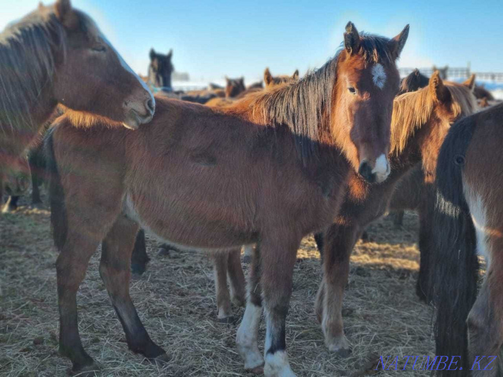 В Крестьянском хозяйстве продаются-Жеребцы, лошади  - изображение 7