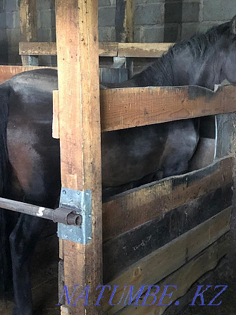 Fat horses on sogym mares taychiki village Zhalgyzkuduk Astana - photo 5