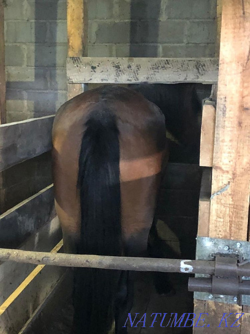 Соғым биедегі семіз аттар тайшық ауылы Жалғызқұдық  Астана - изображение 3