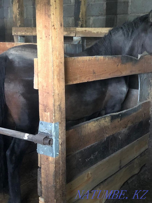 Соғым биедегі семіз аттар тайшық ауылы Жалғызқұдық  Астана - изображение 5