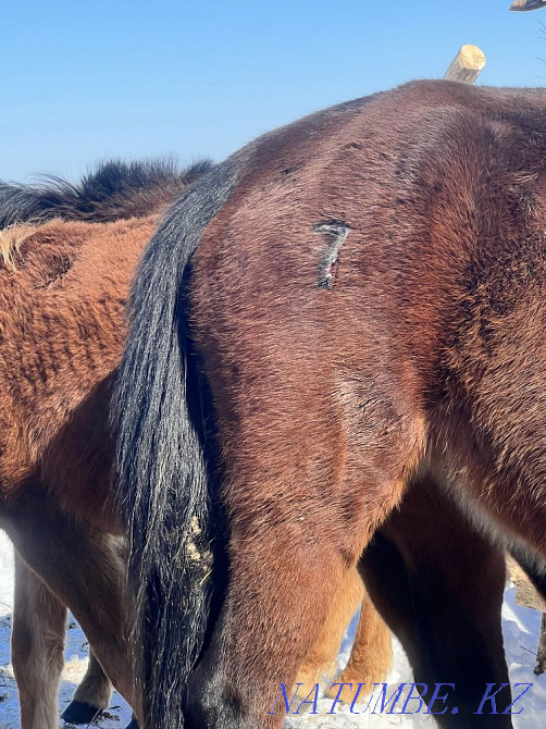 Пропали лошади, вознаграждение хорошее, суйенши Аксай - изображение 1