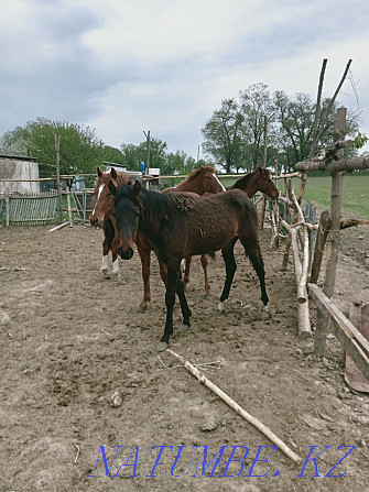 Таза ?ан Дегерес т??ымы жыл?ы. Чистокровные Дегересовские лошади Байсерке - изображение 8