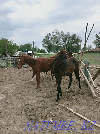 Таза ?ан Дегерес т??ымы жыл?ы. Чистокровные Дегересовские лошади Байсерке - изображение 7