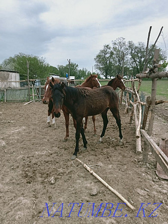 Таза ?ан Дегерес т??ымы жыл?ы. Чистокровные Дегересовские лошади Байсерке - изображение 6