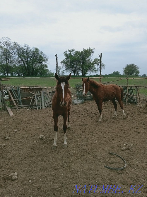 Таза ?ан Дегерес т?йымы жыл?с. Дегерес асыл тұқымды жылқылар Байсерке - изображение 2