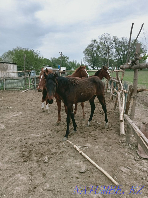 Таза ?ан Дегерес т?йымы жыл?с. Дегерес асыл тұқымды жылқылар Байсерке - изображение 6