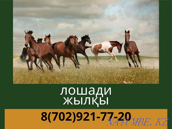Лошади, жыл?ы, бие, кобыла, байтал , кунан,тай Астана - изображение 1