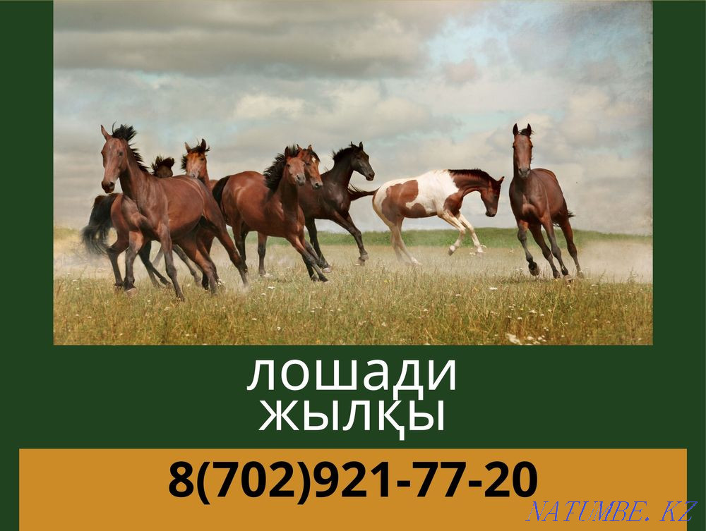 Horses, zhyl? s, bee, mare, baital, kunan, tai Astana - photo 1